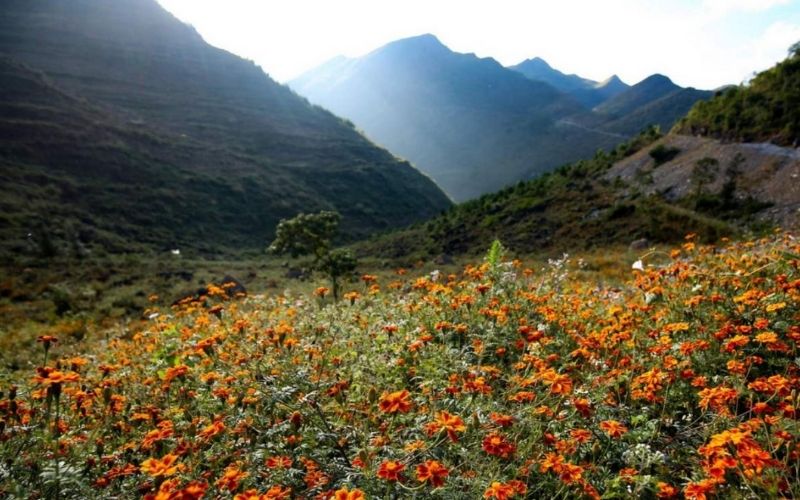 cánh đồng hoa cúc cam
