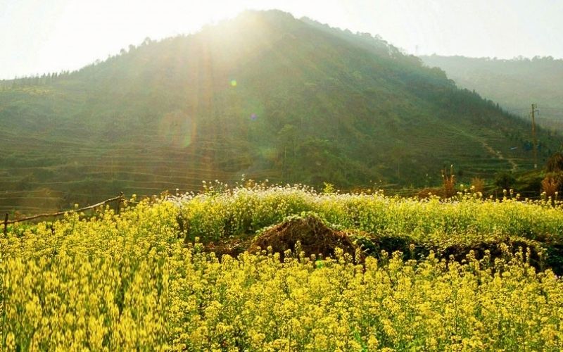 hoa cải vàng nở rộ