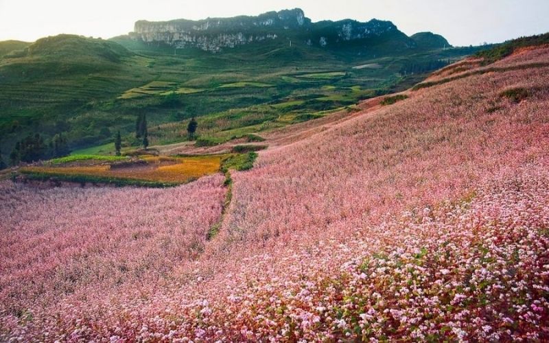 cánh đồng hoa tam giác mạch